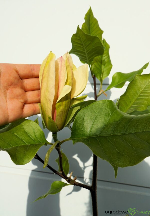 MAGNOLIA AMBROSIA