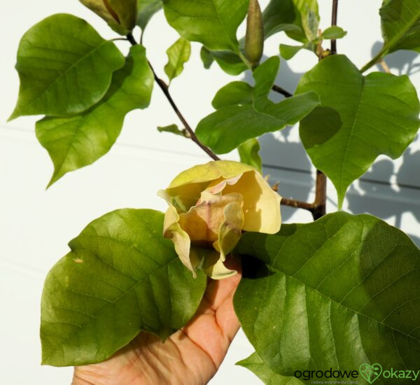 MAGNOLIA AMBROSIA