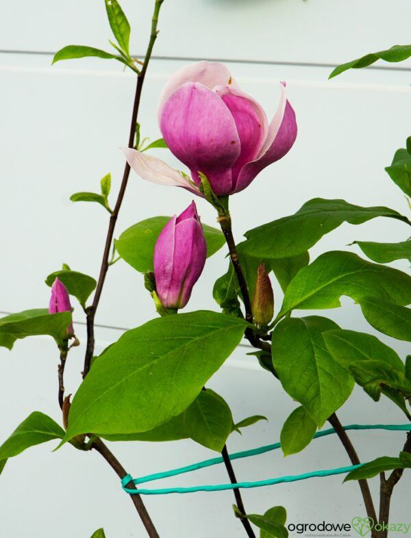 MAGNOLIA PURPLE PLANETS