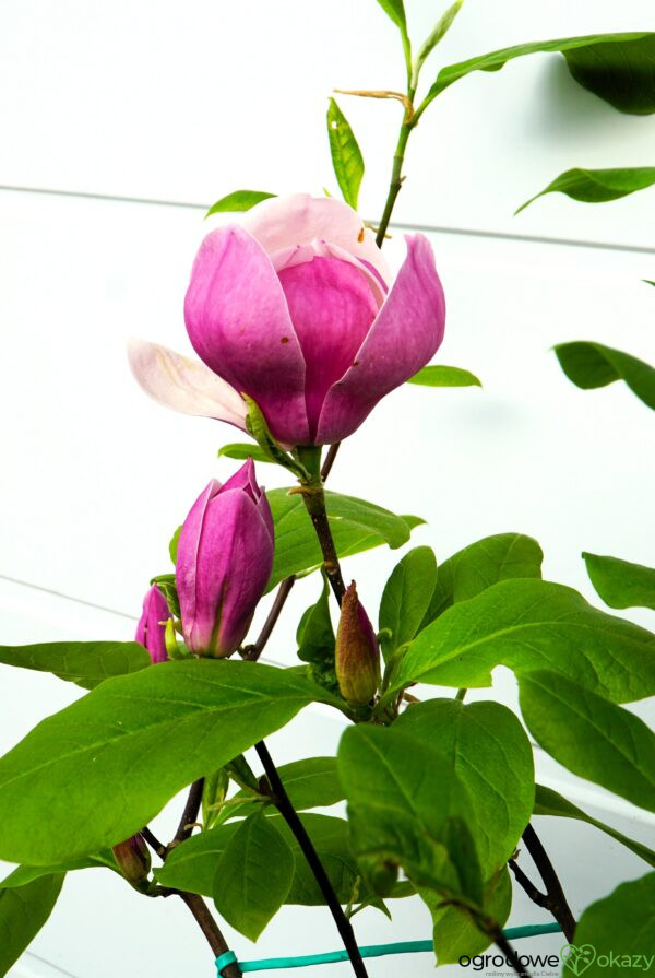 MAGNOLIA PURPLE PLANETS