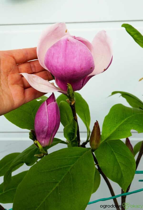 MAGNOLIA PURPLE PLANETS