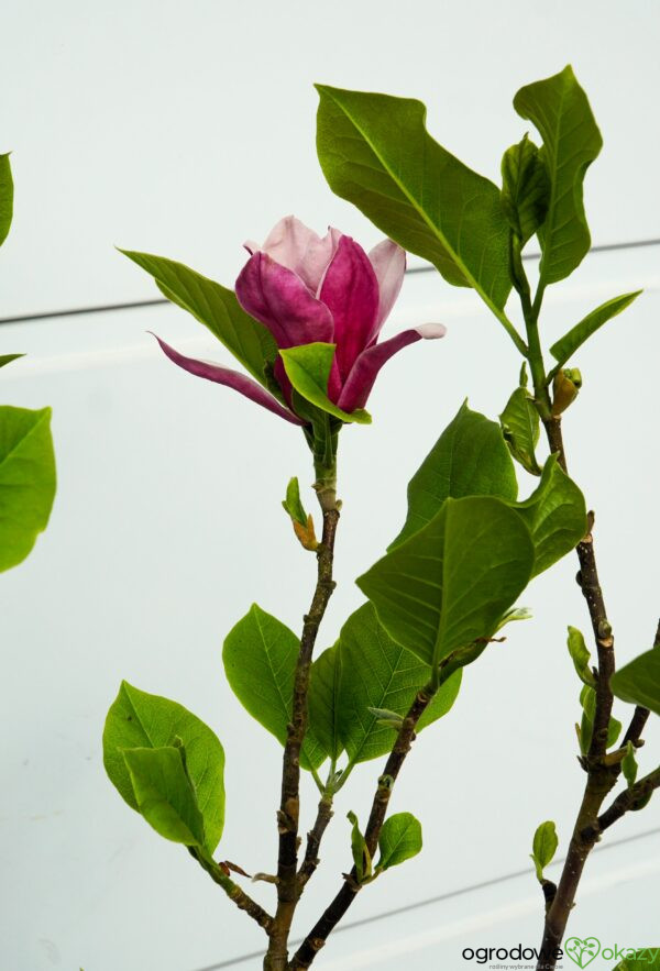 MAGNOLIA MARCH TILL FROST