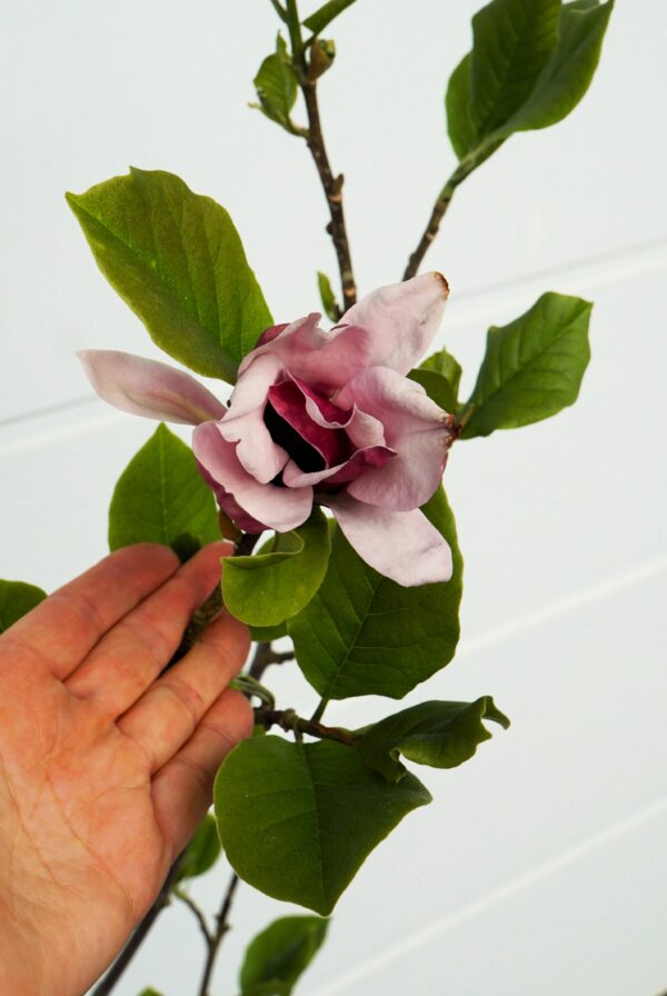 MAGNOLIA MARCH TILL FROST