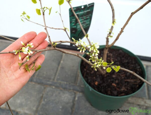 JUDASZOWIEC CHIŃSKI SHIROBANA Cercis chinensis