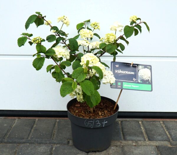 KALINA JAPOŃSKA POPCORN Viburnum plicatum