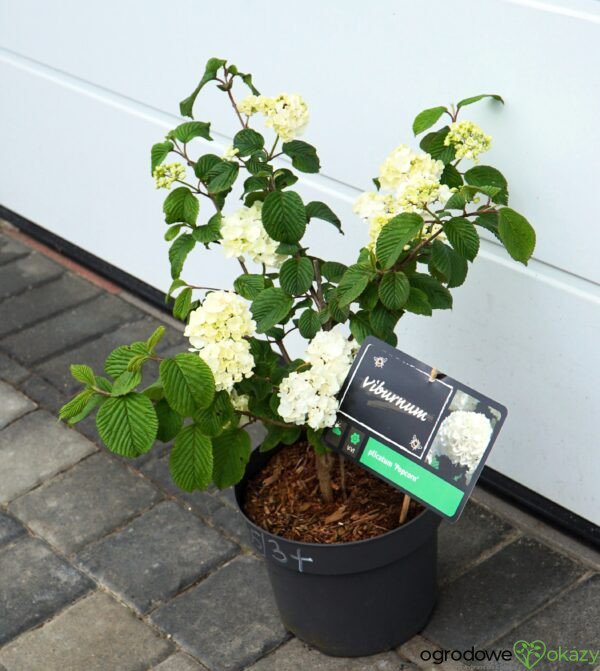 KALINA JAPOŃSKA POPCORN Viburnum plicatum