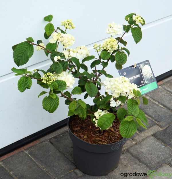 KALINA JAPOŃSKA POPCORN Viburnum plicatum