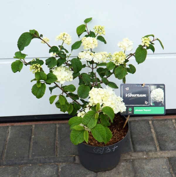 KALINA JAPOŃSKA POPCORN Viburnum plicatum