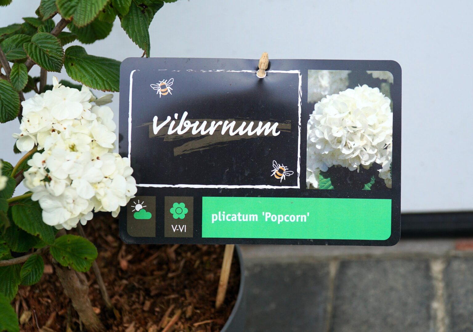 KALINA JAPOŃSKA POPCORN Viburnum plicatum