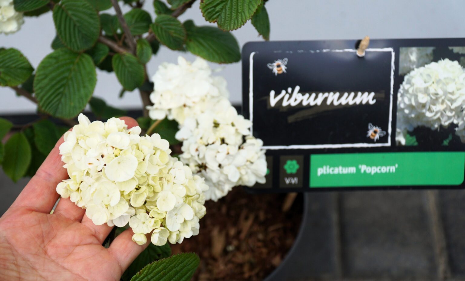 KALINA JAPOŃSKA POPCORN Viburnum plicatum