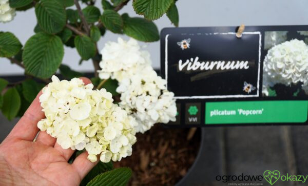 KALINA JAPOŃSKA POPCORN Viburnum plicatum