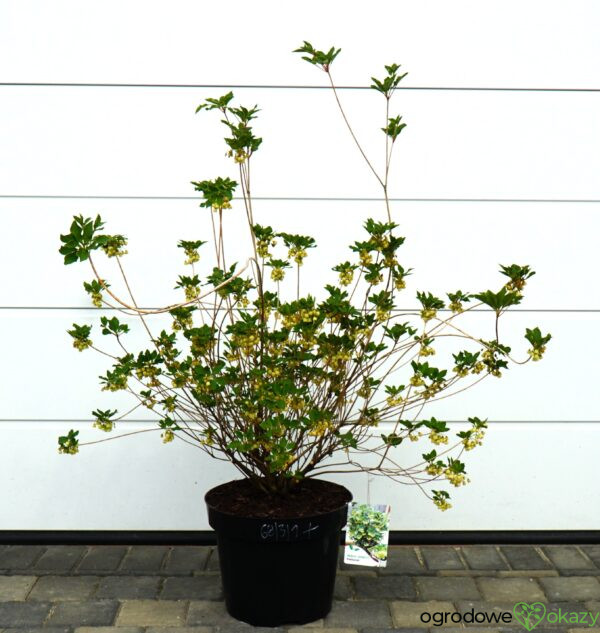 ENKIANT DZWONKOWATY PRETTYCOAT 'Jww10' PBR Enkianthus campanulatus