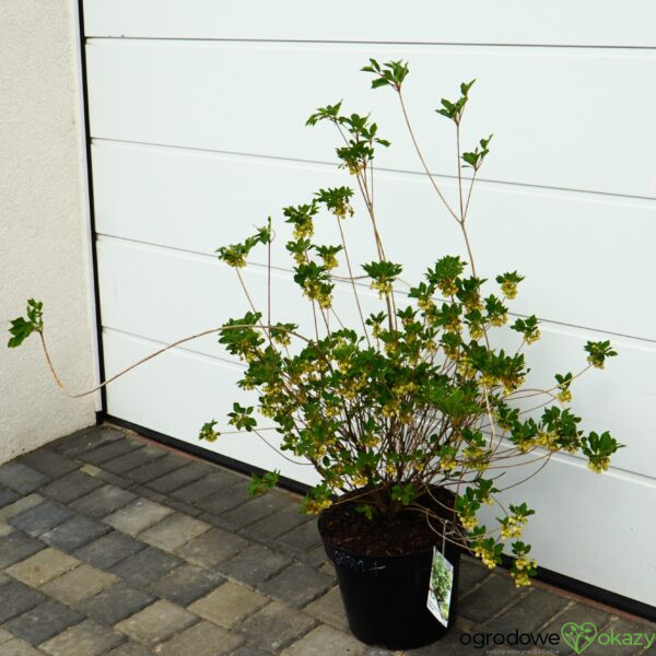 ENKIANT DZWONKOWATY PRETTYCOAT 'Jww10' PBR Enkianthus campanulatus