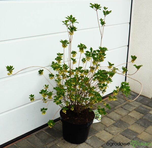 ENKIANT DZWONKOWATY PRETTYCOAT 'Jww10' PBR Enkianthus campanulatus