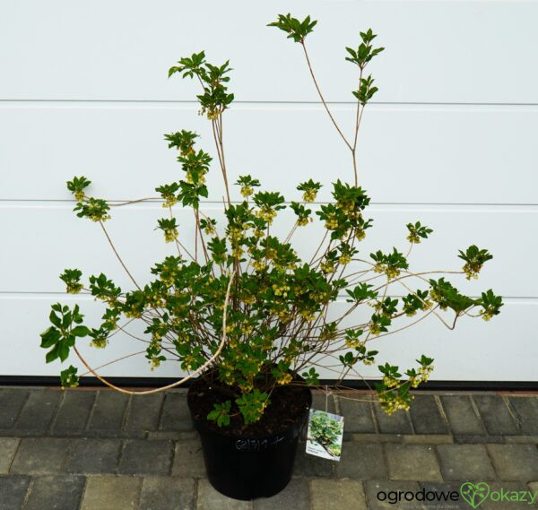 ENKIANT DZWONKOWATY PRETTYCOAT 'Jww10' PBR Enkianthus campanulatus