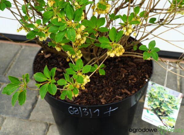 ENKIANT DZWONKOWATY PRETTYCOAT 'Jww10' PBR Enkianthus campanulatus