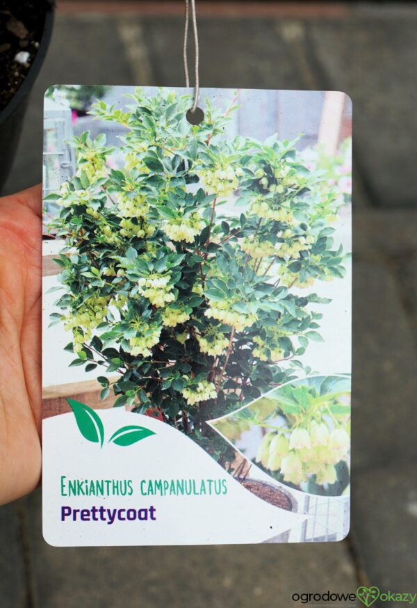 ENKIANT DZWONKOWATY PRETTYCOAT 'Jww10' PBR Enkianthus campanulatus