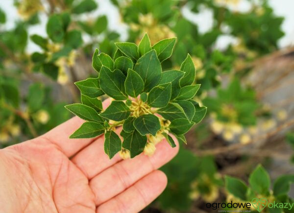 ENKIANT DZWONKOWATY PRETTYCOAT 'Jww10' PBR Enkianthus campanulatus