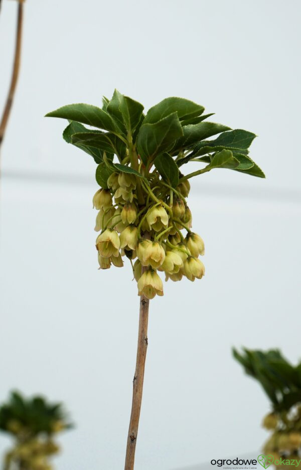 ENKIANT DZWONKOWATY PRETTYCOAT 'Jww10' PBR Enkianthus campanulatus