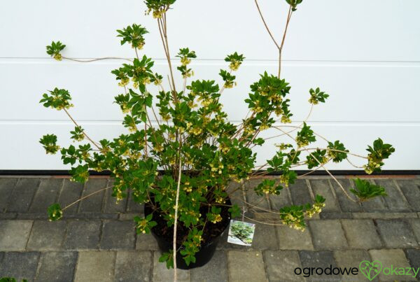 ENKIANT DZWONKOWATY PRETTYCOAT 'Jww10' PBR Enkianthus campanulatus