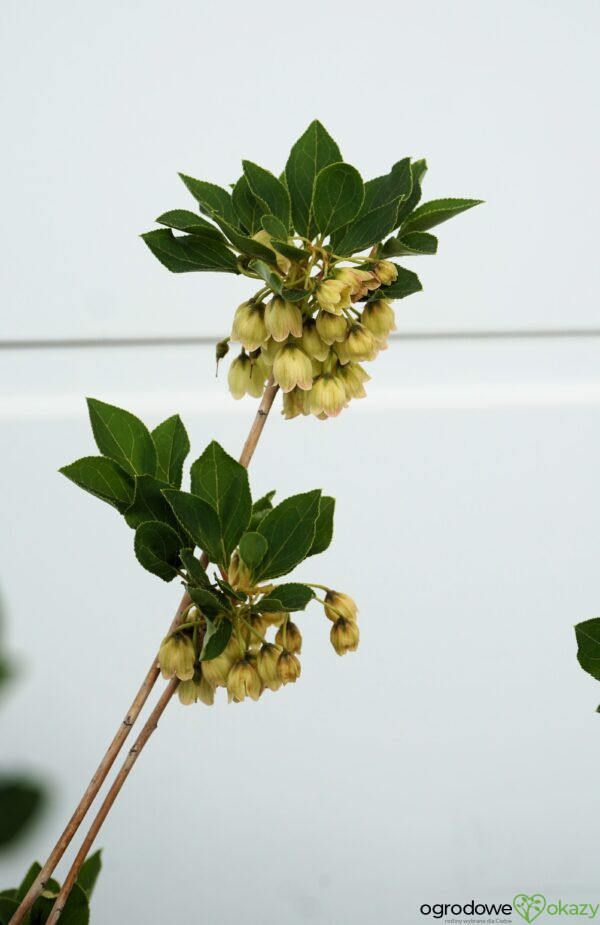 ENKIANT DZWONKOWATY PRETTYCOAT 'Jww10' PBR Enkianthus campanulatus