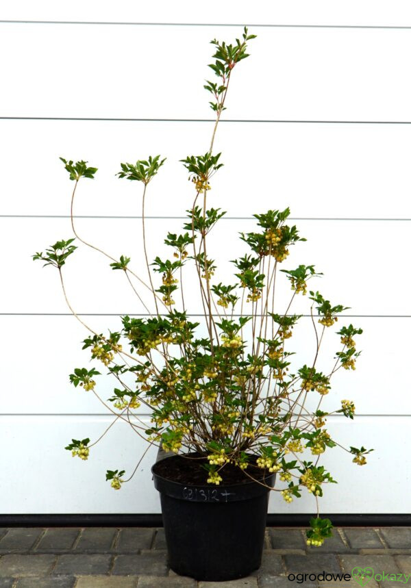 ENKIANT DZWONKOWATY PRETTYCOAT 'Jww10' PBR Enkianthus campanulatus