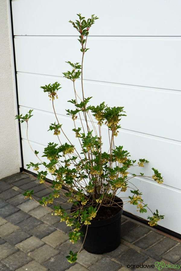 ENKIANT DZWONKOWATY PRETTYCOAT 'Jww10' PBR Enkianthus campanulatus