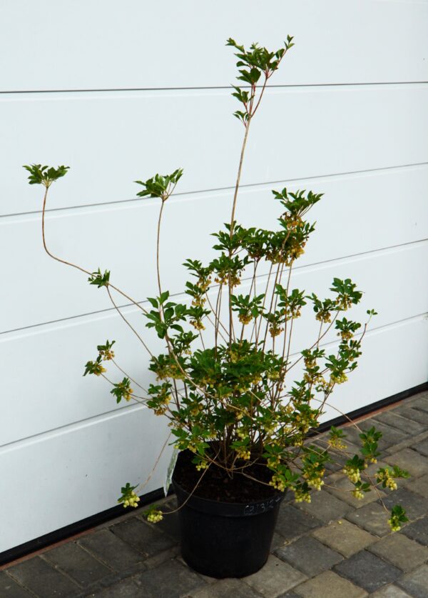 ENKIANT DZWONKOWATY PRETTYCOAT 'Jww10' PBR Enkianthus campanulatus