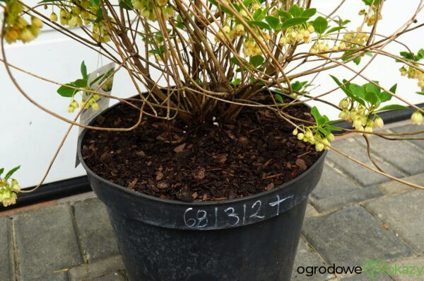 ENKIANT DZWONKOWATY PRETTYCOAT 'Jww10' PBR Enkianthus campanulatus