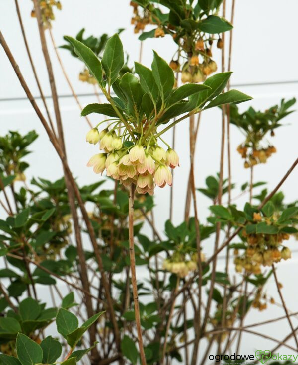 ENKIANT DZWONKOWATY PRETTYCOAT 'Jww10' PBR Enkianthus campanulatus