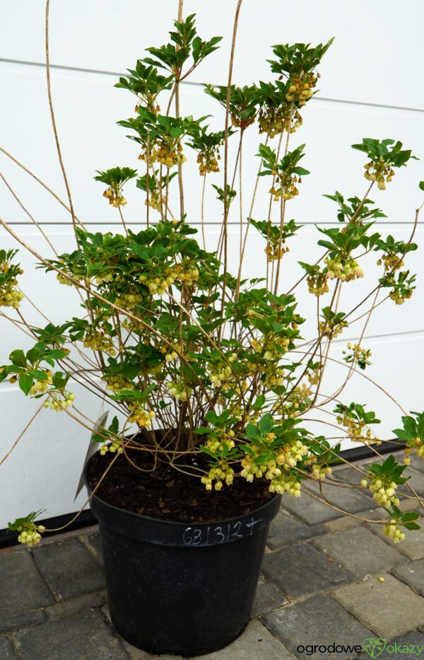 ENKIANT DZWONKOWATY PRETTYCOAT 'Jww10' PBR Enkianthus campanulatus