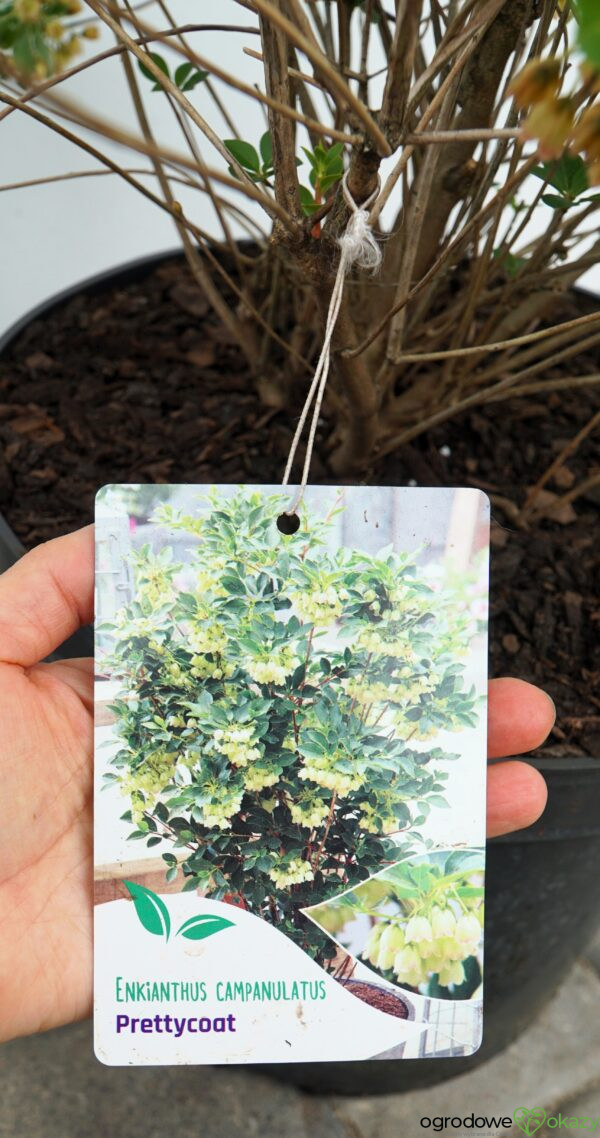 ENKIANT DZWONKOWATY PRETTYCOAT 'Jww10' PBR Enkianthus campanulatus