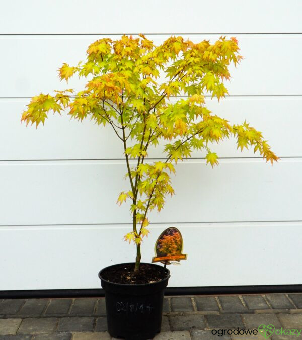 KLON PALMOWY ORANGE DREAM Acer palmatum