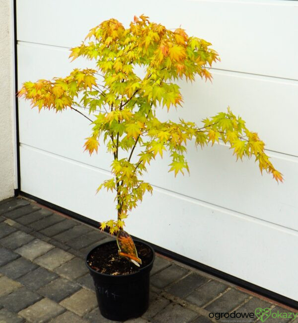 KLON PALMOWY ORANGE DREAM Acer palmatum