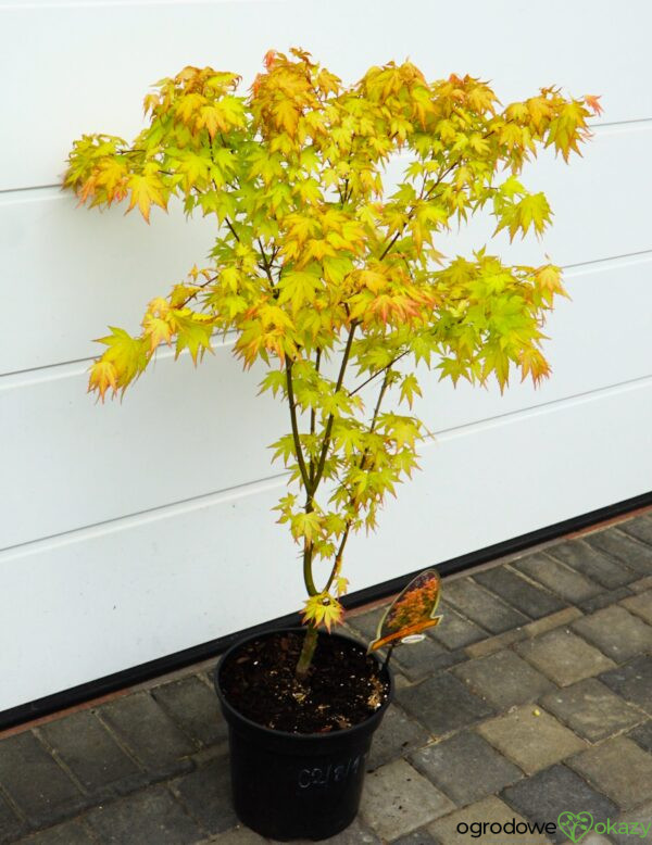 KLON PALMOWY ORANGE DREAM Acer palmatum