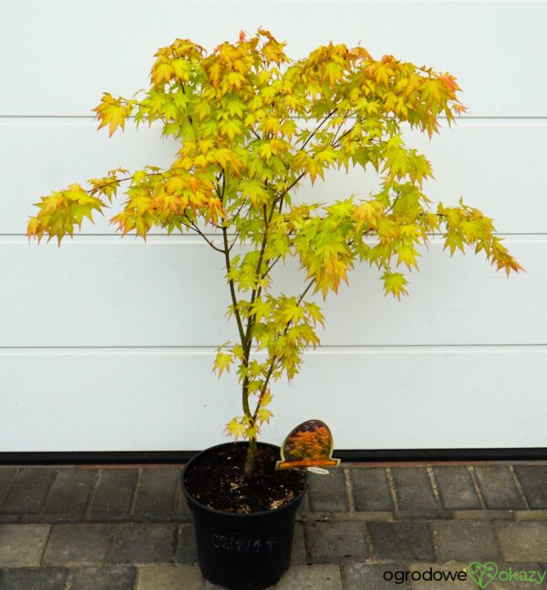 KLON PALMOWY ORANGE DREAM Acer palmatum