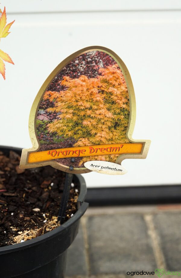 KLON PALMOWY ORANGE DREAM Acer palmatum