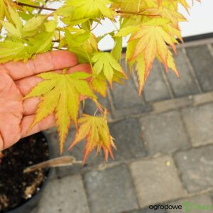 KLON PALMOWY ORANGE DREAM Acer palmatum