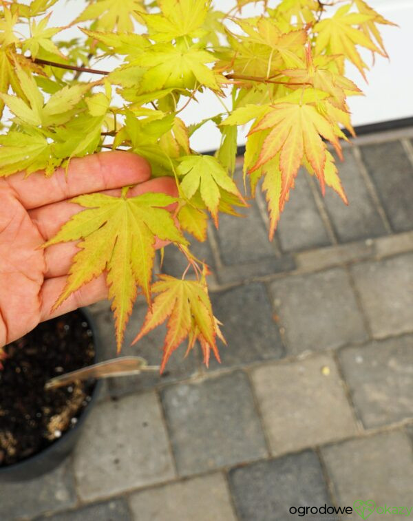 KLON PALMOWY ORANGE DREAM Acer palmatum