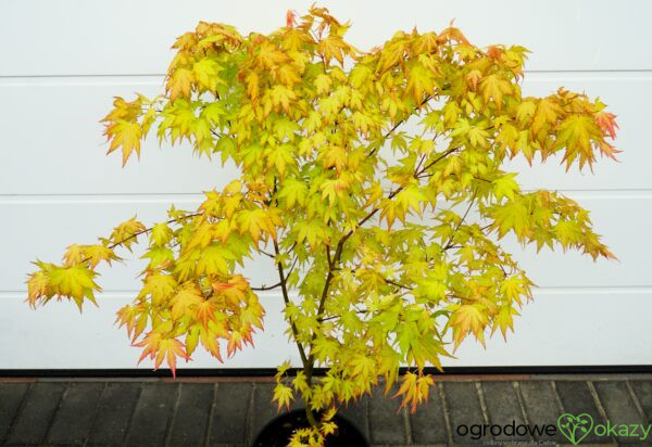 KLON PALMOWY ORANGE DREAM Acer palmatum