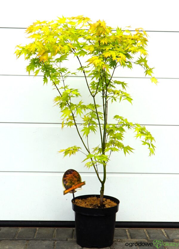 KLON PALMOWY ORANGE DREAM Acer palmatum