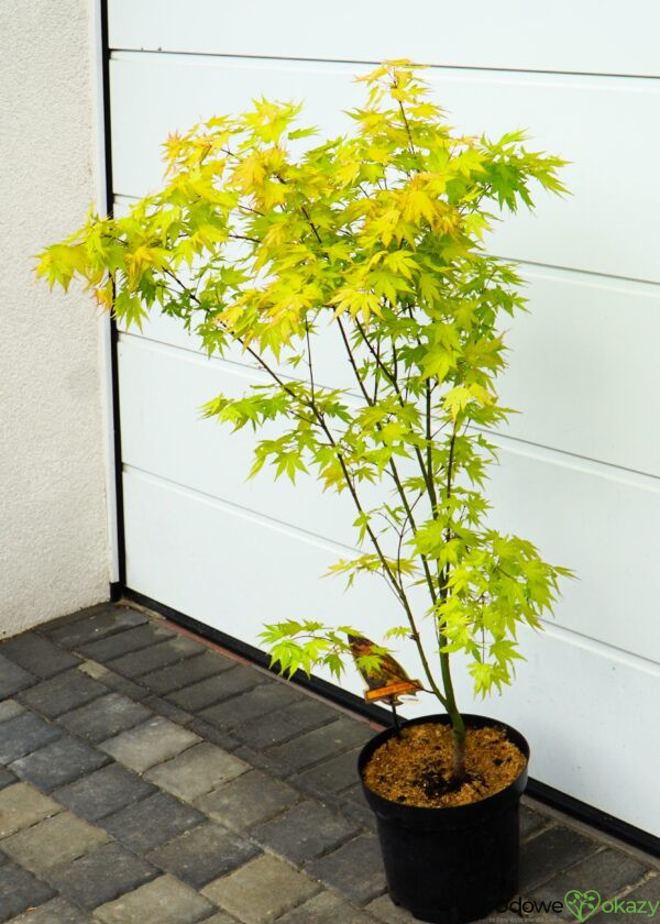 KLON PALMOWY ORANGE DREAM Acer palmatum