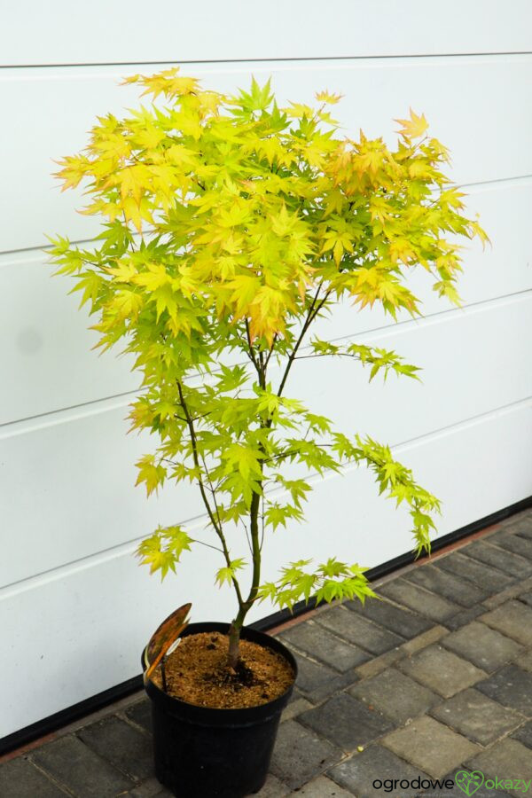 KLON PALMOWY ORANGE DREAM Acer palmatum