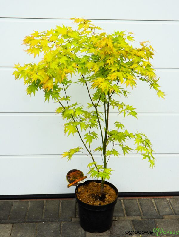 KLON PALMOWY ORANGE DREAM Acer palmatum