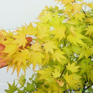 KLON PALMOWY ORANGE DREAM Acer palmatum