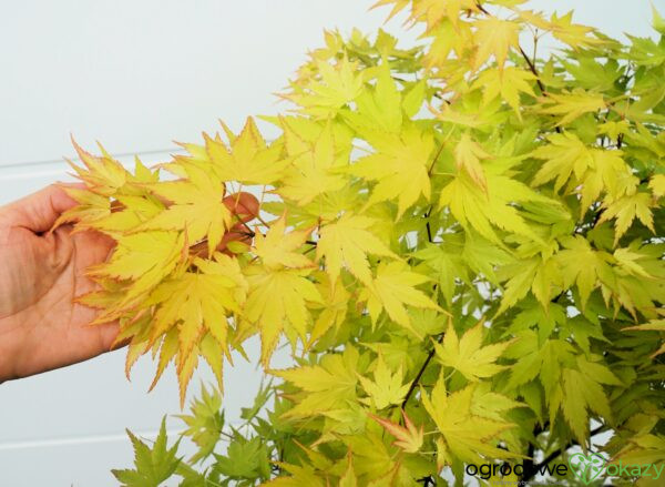 KLON PALMOWY ORANGE DREAM Acer palmatum