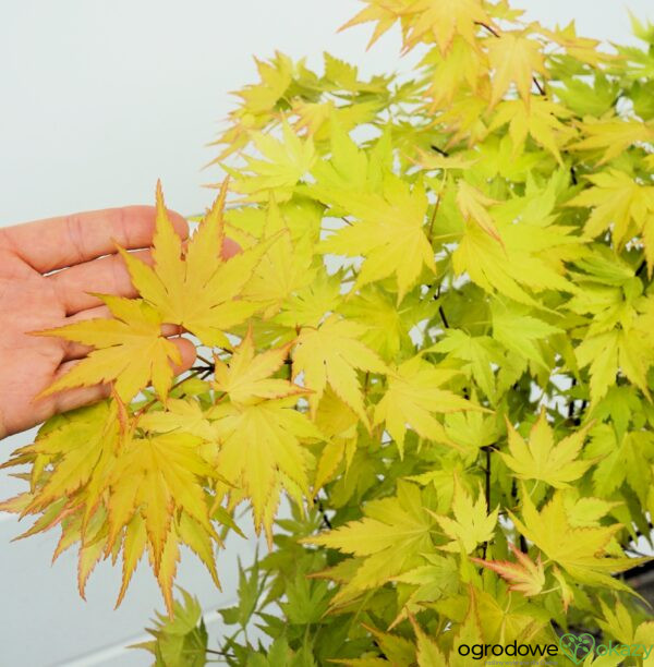 KLON PALMOWY ORANGE DREAM Acer palmatum