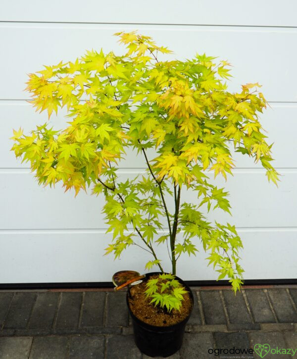 KLON PALMOWY ORANGE DREAM Acer palmatum