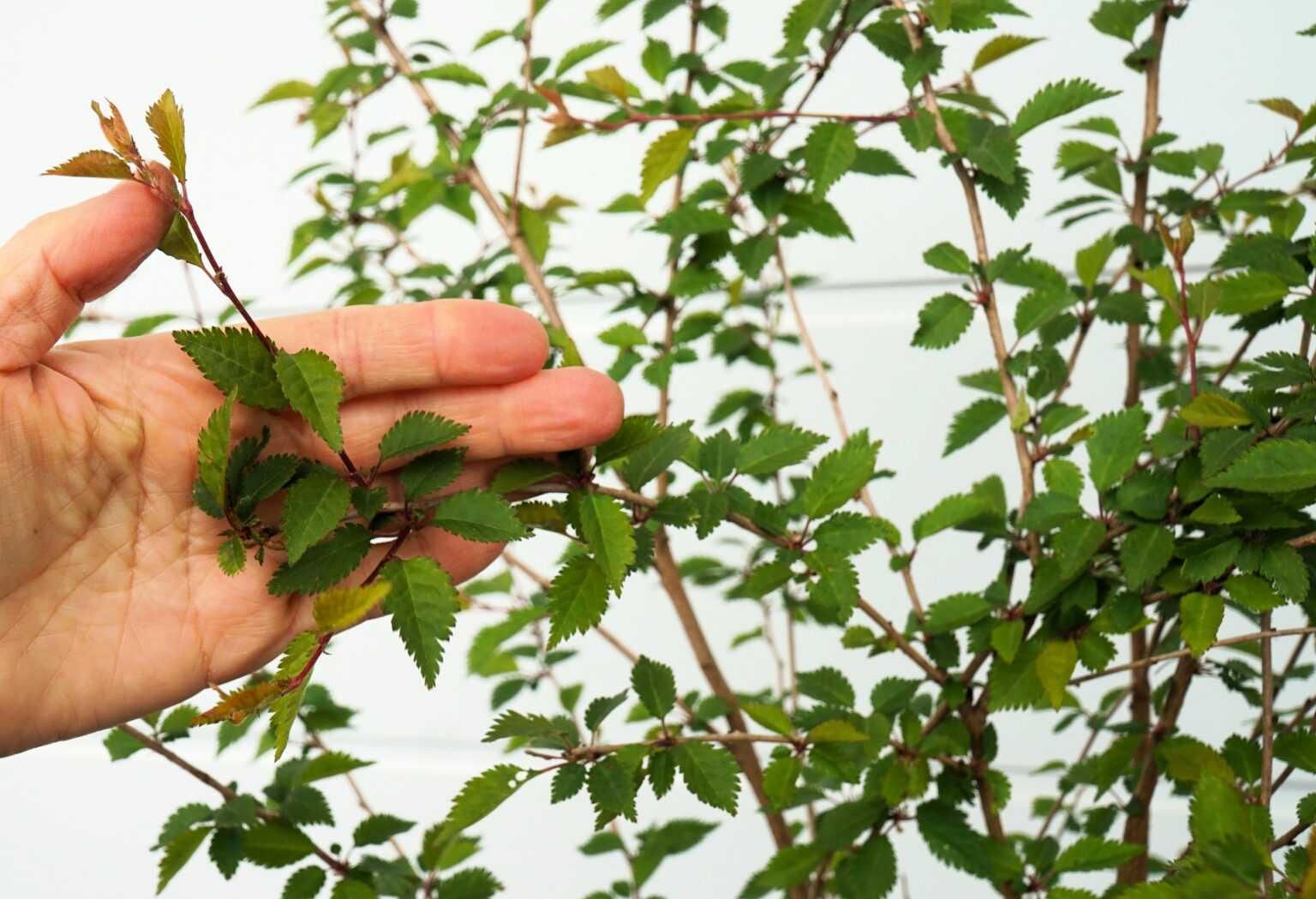 WIŚNIA WCZESNA KOJOU-NO-MAI Prunus incisa