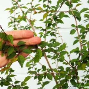 WIŚNIA WCZESNA KOJOU-NO-MAI Prunus incisa
